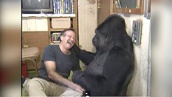 Robin Williams mourned by Koko, a gorilla he interacted with during an awareness drive