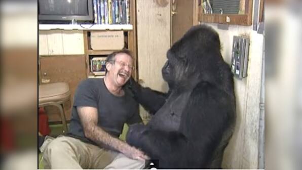 Robin Williams mourned by Koko, a gorilla he interacted with during an awareness drive