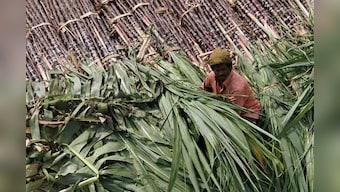 Rising sugar price in India could kill off recovering exports