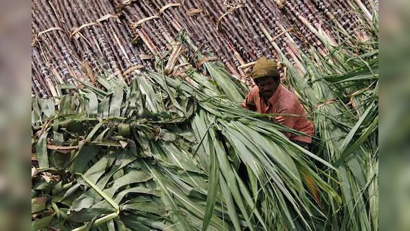 Rising sugar price in India could kill off recovering exports