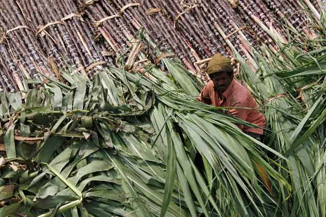Rising sugar price in India could kill off recovering exports Rising sugar price in India could kill off recovering exports