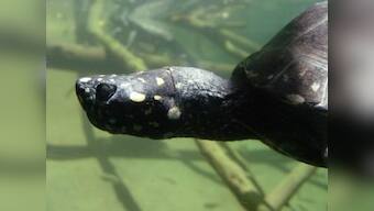 China holds ceremony to return smuggled turtles to Pakistan