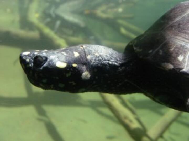 China holds ceremony to return smuggled turtles to Pakistan
