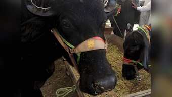  Assam prohibits animal fights during Bihu, organisers unhappy