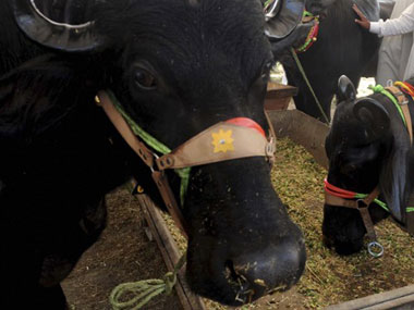 Assam prohibits animal fights during Bihu, organisers unhappy Assam prohibits animal fights during Bihu, organisers unhappy