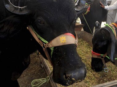  Assam prohibits animal fights during Bihu, organisers unhappy