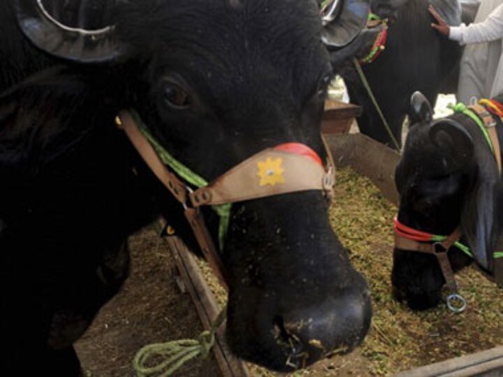  Assam prohibits animal fights during Bihu, organisers unhappy