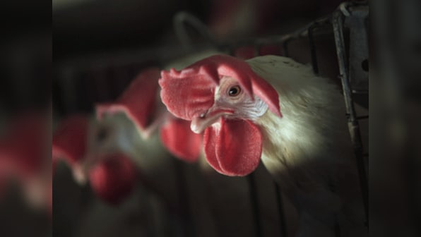 Hurricane Florence: 1.7 million chickens drown as North Carolina rivers swell up, swamp poultry farms