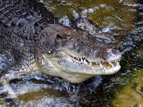 Australia: Tourists play audience to massive crocodile vs ...