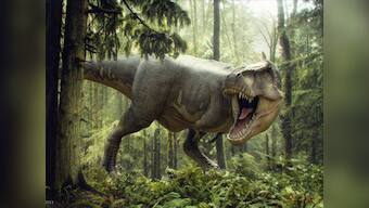 Smaller is better: How the T-rex evolved into Tweety