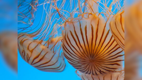 India's first jellyfish lake found in Gujarat