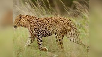 Uttarakhand woman survives attack, kills leopard with sickle