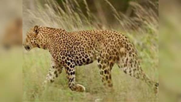 Uttarakhand woman survives attack, kills leopard with sickle