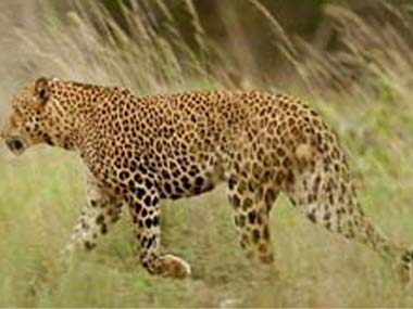 Uttarakhand woman survives attack, kills leopard with sickle Uttarakhand woman survives attack, kills leopard with sickle
