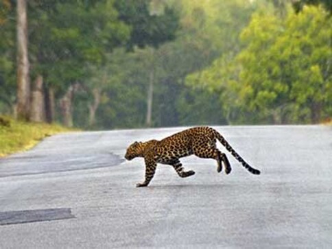 Now, accidents rival poaching as key threat to leopards in India-Blogs