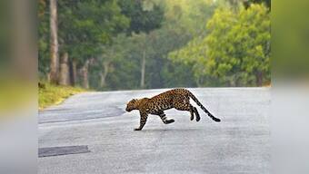 Now, accidents rival poaching as key threat to leopards in India