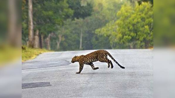 Now, accidents rival poaching as key threat to leopards in India