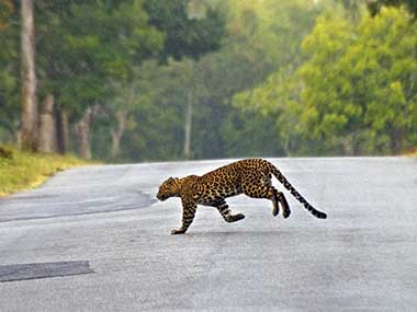 Now, accidents rival poaching as key threat to leopards in India Now, accidents rival poaching as key threat to leopards in India