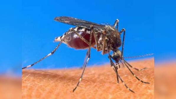 Japan reports its first local dengue case in over 60 years