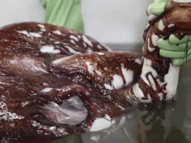 Scientists holds the arms of a colossal squid as they examine the squid at a national museum facility. AP 