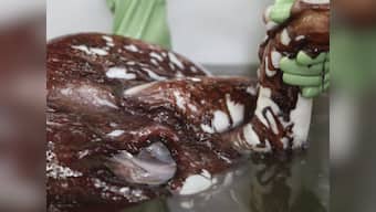 In New Zealand, scientists' exam of rare colossal squid is an online hit