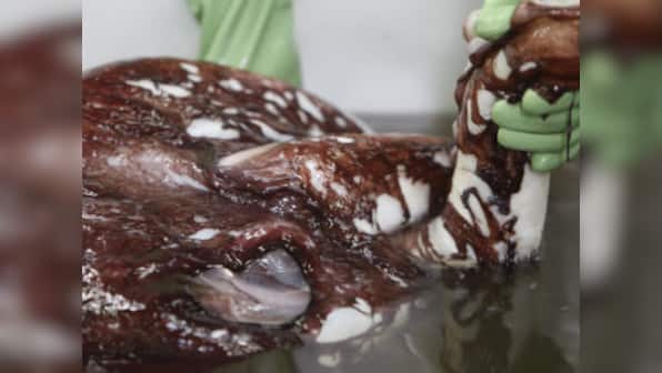 In New Zealand, scientists' exam of rare colossal squid is an online hit