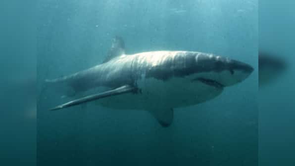 Beaches at Australia city closed for 6 days after white shark spotted