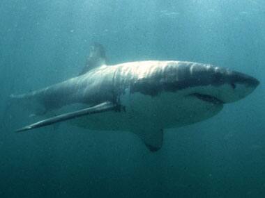 Beaches at Australia city closed for 6 days after white shark spotted