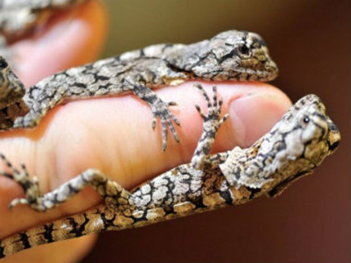 All lizards sent on sex mission to space are dead, says Russia 