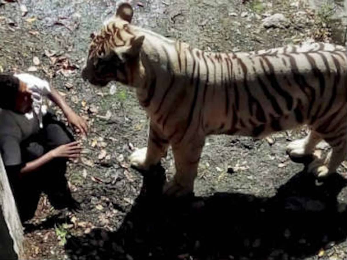 tiger eating human hand