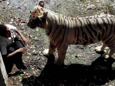 White tiger kills youth at Delhi zoo: Here's what really happened White tiger kills youth at Delhi zoo: Here's what really happened