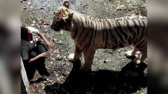 Youth mauled to death in Delhi Zoo was 'obsessed' with tigers