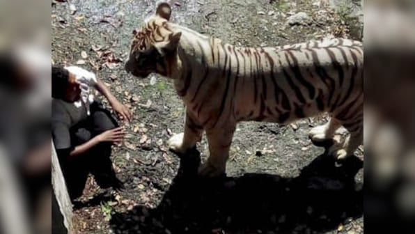 Youth mauled to death in Delhi Zoo was 'obsessed' with tigers