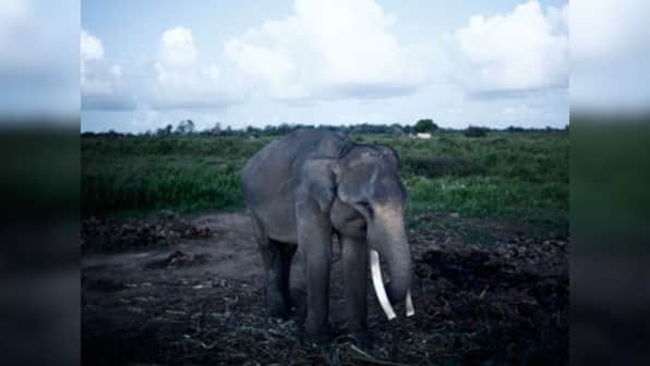 Restrict visitor timings at Kerala's Guruvayur elephant sanctuary: Animal welfare board