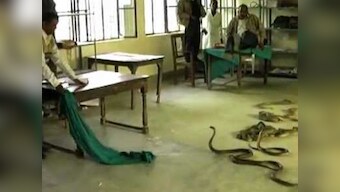 Going viral: The picture of snakes in Lucknow tax office is 3 years old