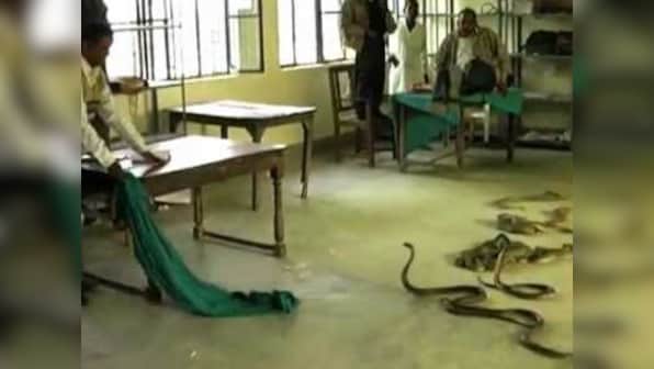 Going viral: The picture of snakes in Lucknow tax office is 3 years old