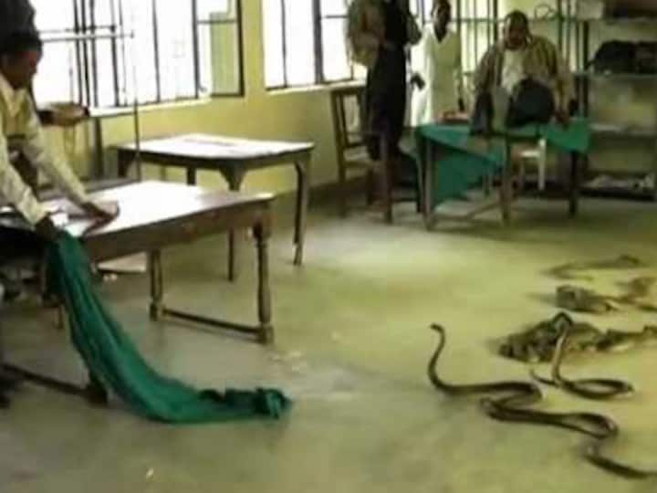 Sex-hungry, meat-loving reptiles die early