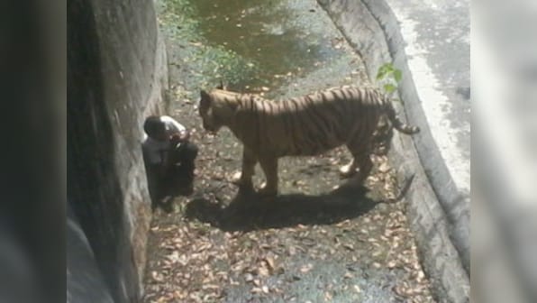 After tiger mauls youth in Delhi, Kerala zoo tightens safety measures