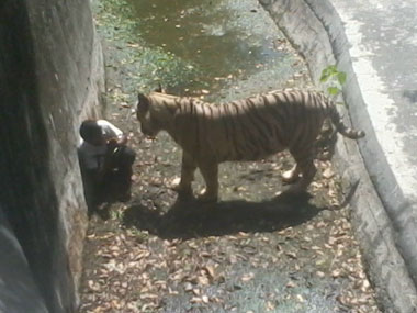 After tiger mauls youth in Delhi, Kerala zoo tightens safety measures After tiger mauls youth in Delhi, Kerala zoo tightens safety measures