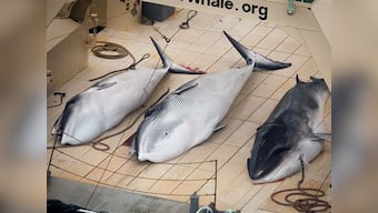 Japan seeks international support to resume Antarctic whaling next year