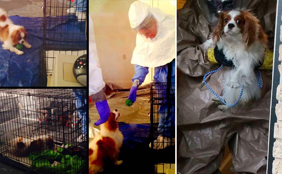(L) Bentley, the dog belonging to Ebola patient Nina Pham, is seen playing with health care workers wearing Hazmat suits, in this recent undated combination of pictures released by the Dallas Animal Services and Adoption Center in Dallas, Texas October 17, 2014. Pham, the first Texas nurse to be diagnosed with Ebola after treating a Liberian man at a Dallas hospital, was moved to the National Institutes of Health (NIH) outside Washington and is listed in fair condition. REUTERS (R) Dallas Animal Services and Adoption Center photo shows Bentley the dog belonging to the nurse who contracted Ebola being transported in Dallas in this Monday photo released on October 14, 2014. The nurse, Nina Pham, became the first person infected by Ebola in the United States at Texas Health Presbyterian Hospital in Dallas. REUTERS