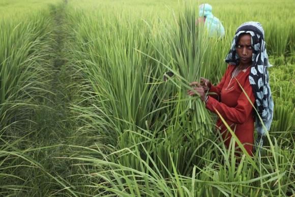 Developing countries blast rich-world farm subsidies at Rome talks Developing countries blast rich-world farm subsidies at Rome talks