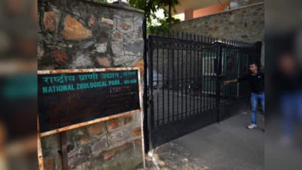 Bihar man jumps into lion enclosure at Delhi zoo, escapes unhurt due to alert staff; mentally unstable, say cops