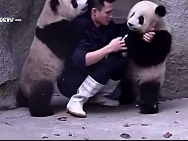 Watch: Baby Pandas team up, wrestle zoo keeper to avoid taking medicine Watch: Baby Pandas team up, wrestle zoo keeper to avoid taking medicine