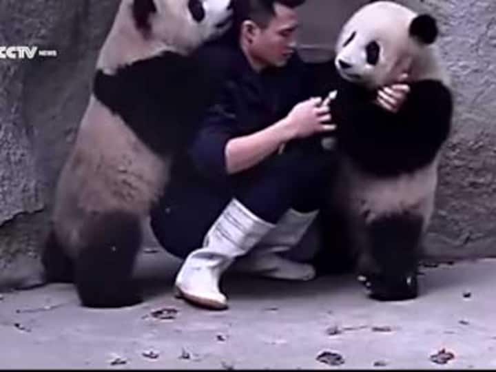 Watch: Baby Pandas team up, wrestle zoo keeper to avoid taking medicine