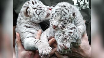 Four white tiger cubs born in Vandalur Zoo, in Chennai