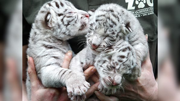 Four white tiger cubs born in Vandalur Zoo, in Chennai