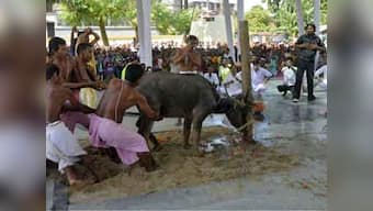 Himachal Pradesh High Court bans age-old tradition of animal sacrifice