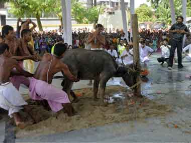 Himachal Pradesh High Court bans age-old tradition of animal sacrifice Himachal Pradesh High Court bans age-old tradition of animal sacrifice