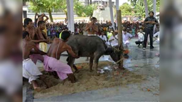 Himachal Pradesh High Court bans age-old tradition of animal sacrifice